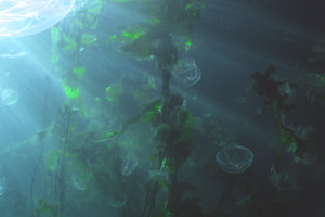 kelp and jellies our credentials