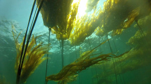 underwater video stock footage of bull kelp