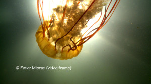 Sea nettle in sunlight