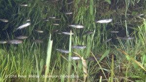 wild Chinook salmon smolts