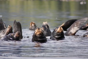seals and sea lions video library
