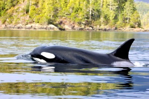 Orca , Whales and dolphins video library