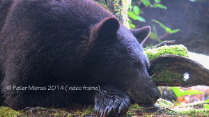 Black bear falling asleep after eating salmon