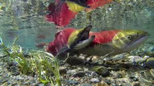 sockeye salmon couple