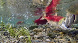 female sockeye fighting