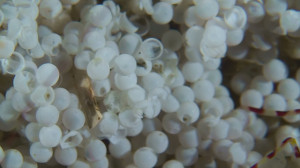 Lingcod video of Lingcod eggs hatched