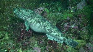 Lingcod female pregnant Lingcod video