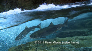 salmon in raging river