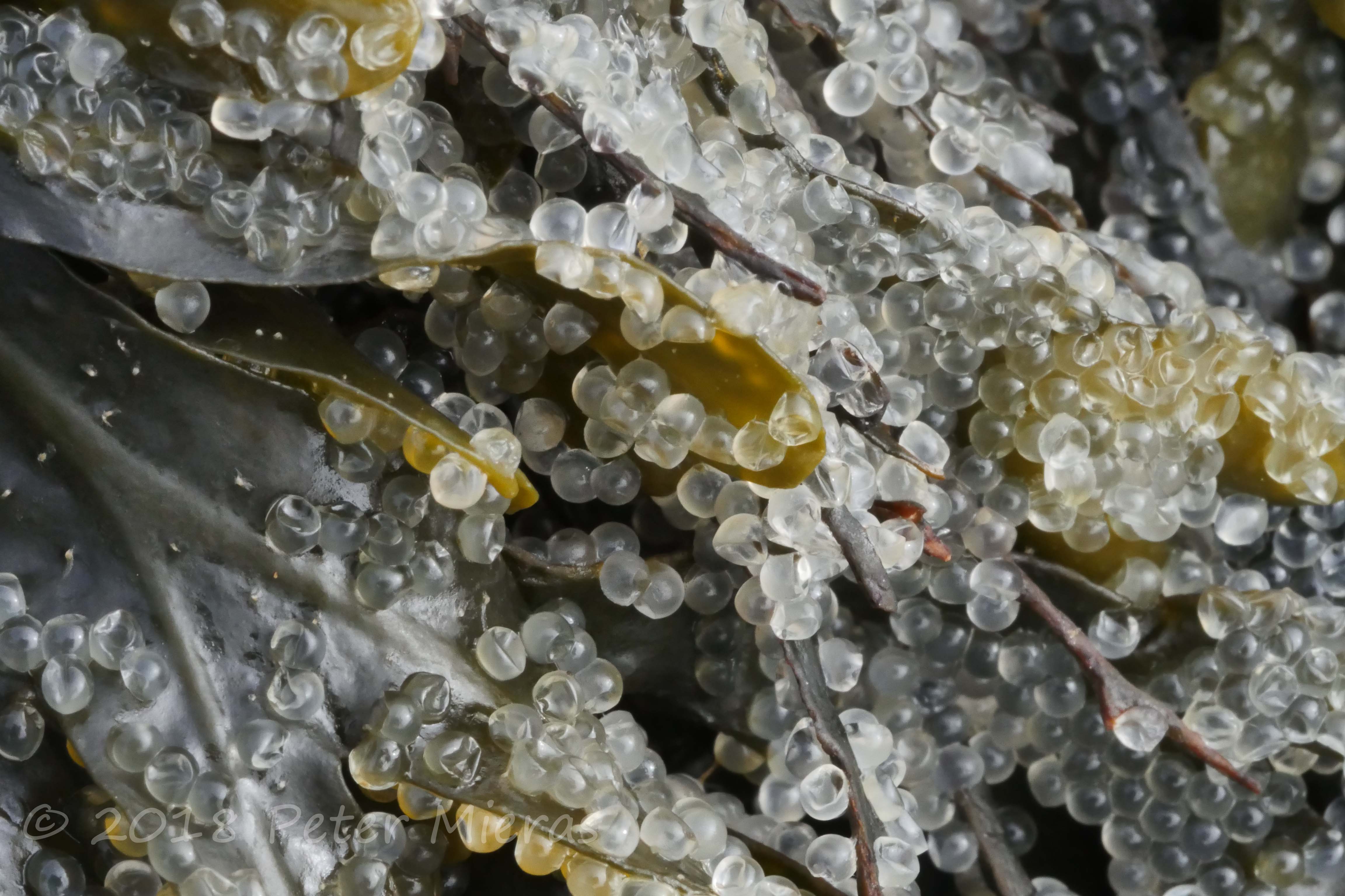 Herring Eggs Taste at Kathleen Nicholson blog