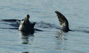 Yawning sea lion after feeding on herring